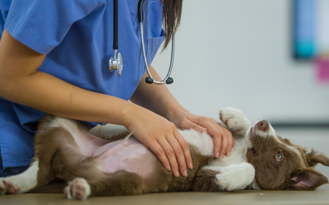 Cover Image for CannPal and CSIRO to advance cannabinoid medicines for pets