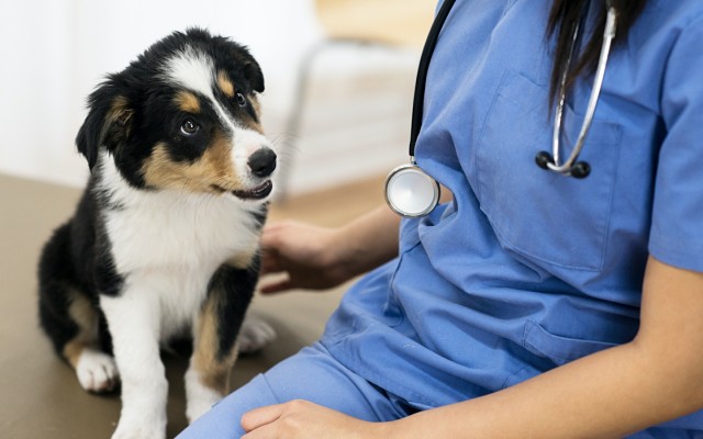 Cover Image for CannPal closer to commercialisation of DermaCann after it reduces canine dermatitis in study