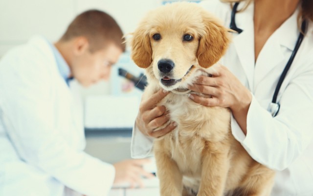 Cover Image for CannPal Animal Therapeutics to conduct veterinary research alongside the University of Melbourne