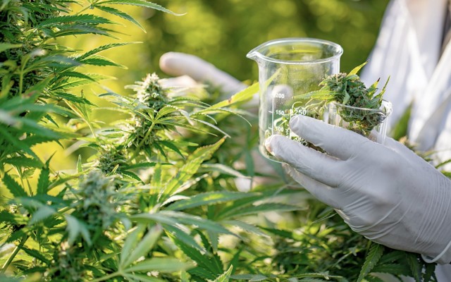 Cover Image for MGC Pharmaceuticals receives cannabis research and import permit grants in Australia