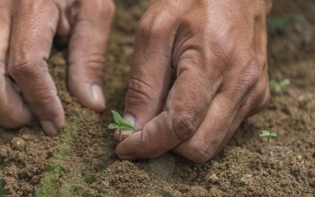 Cover Image for Roots signs deal to deploy its soil cooling technology in US cannabis market